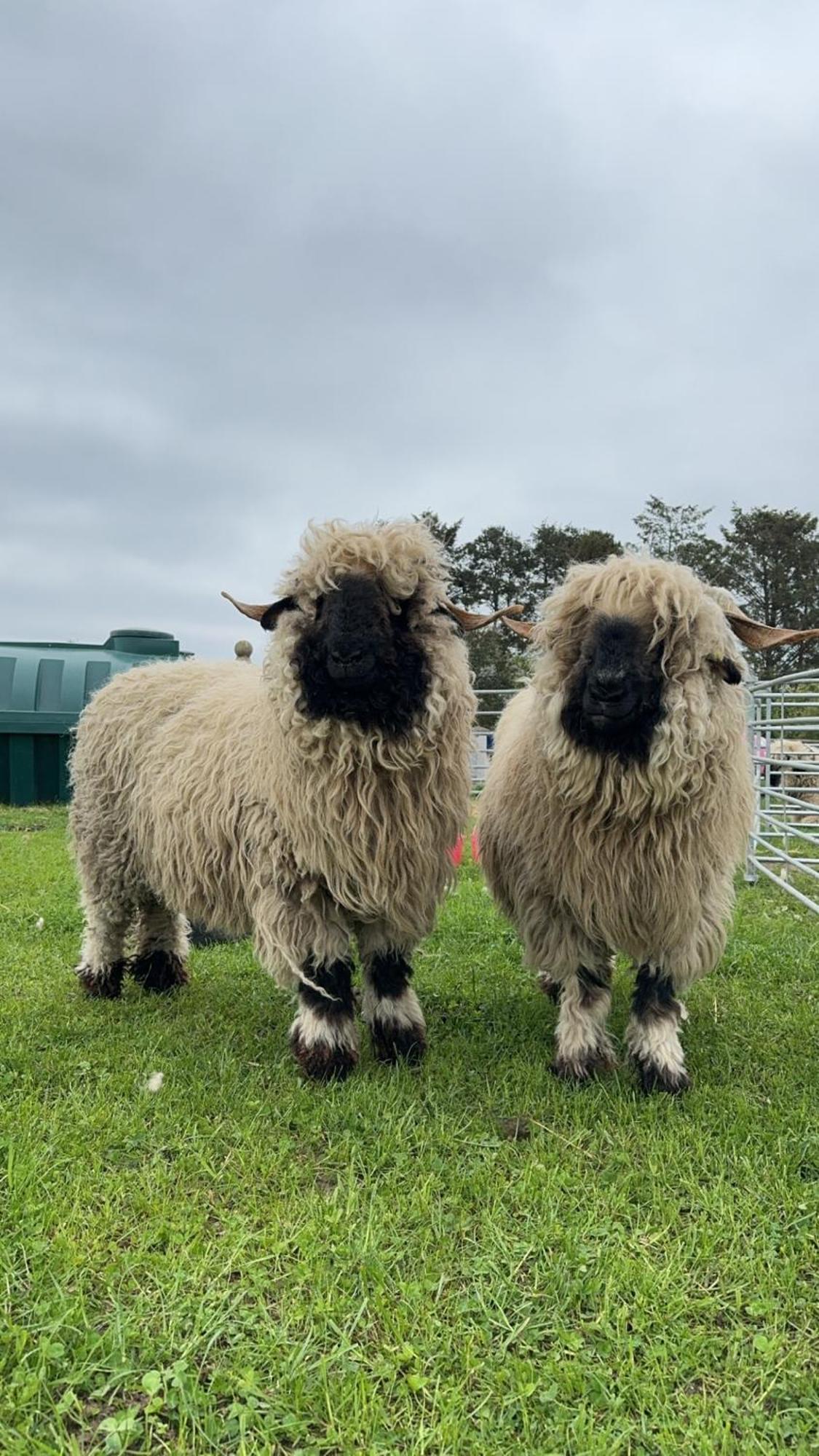 Вилла Glampods Glamping Pod - Meet Highland Cows And Sheep Элгин Экстерьер фото